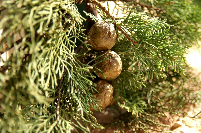 PICT1826 small arbus berries.jpg - 333880 Bytes